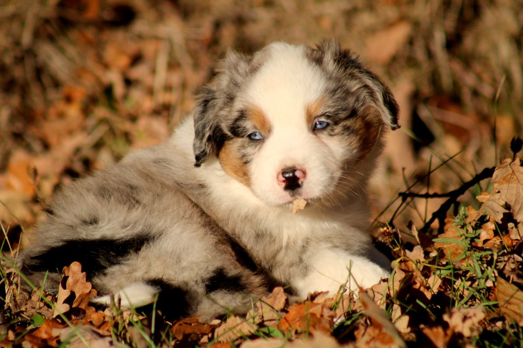 A Little Wandering Spirit