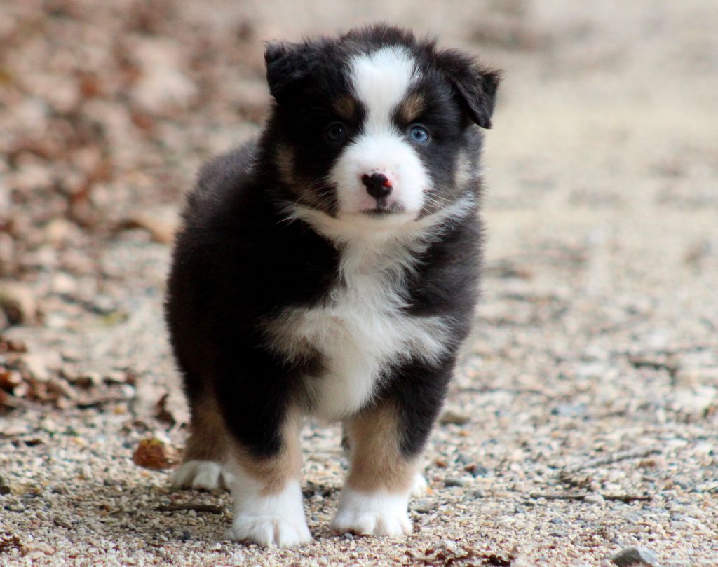 A little Lightning Bolt