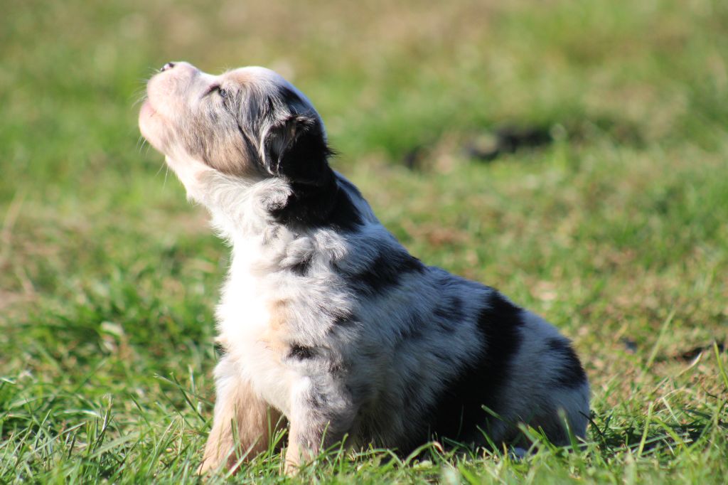 A little Rolling Stone