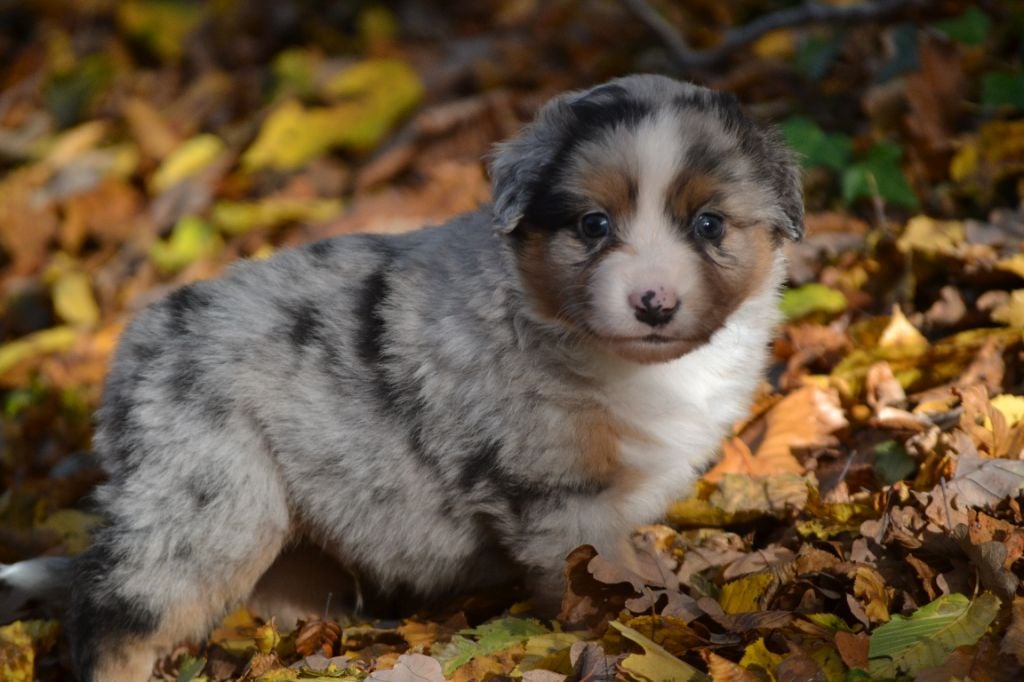 Arrow Thunder Peak - Berger Américain Miniature 