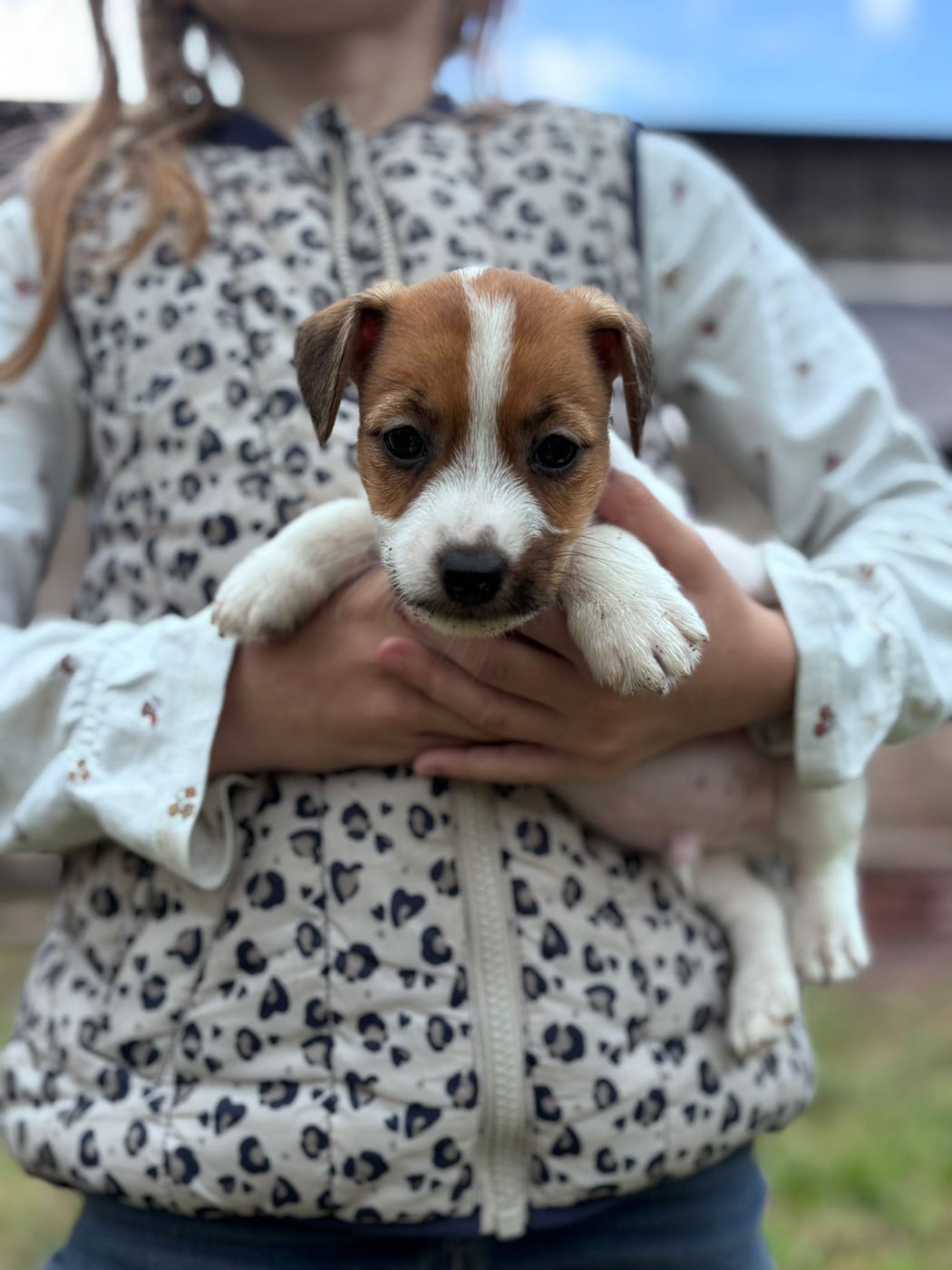 Balthazard - Jack Russell Terrier