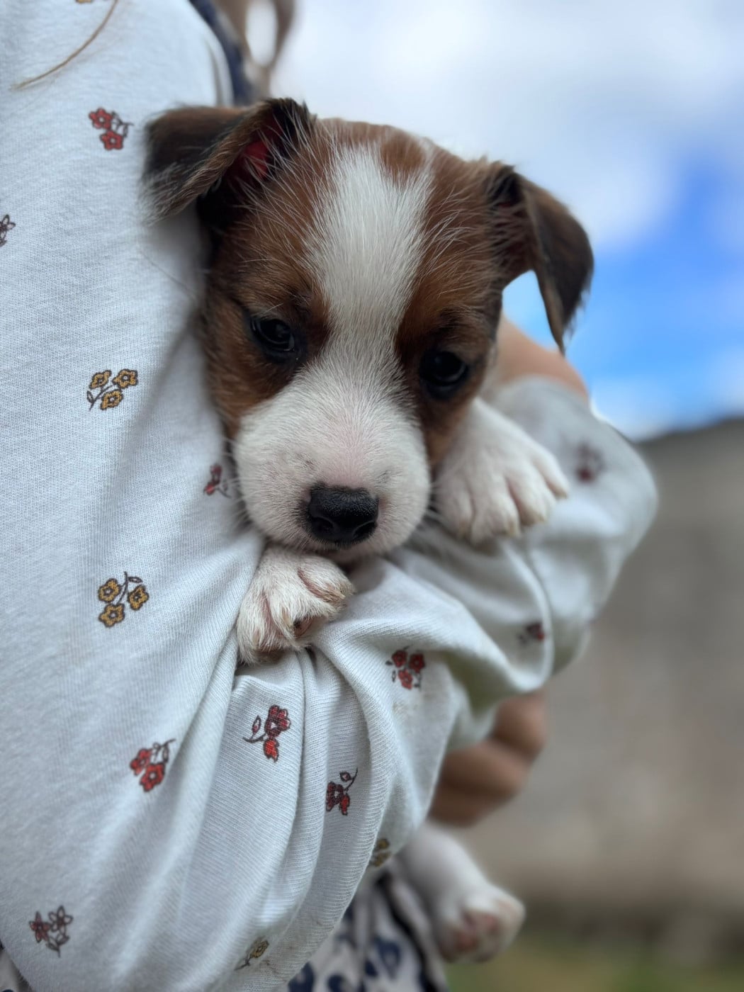 Basile - Jack Russell Terrier