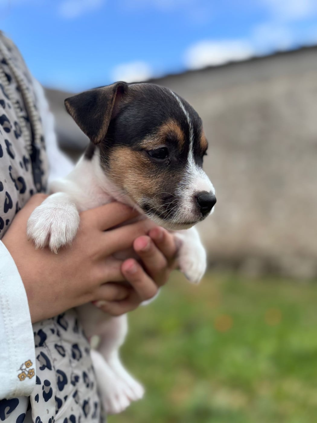 Bonnie Tyler - Jack Russell Terrier