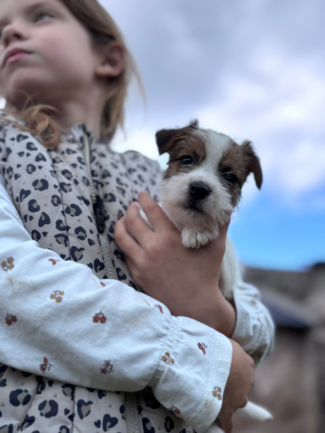 Betty Boop - Jack Russell Terrier