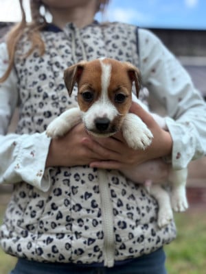 Les chiots de Jack Russell Terrier