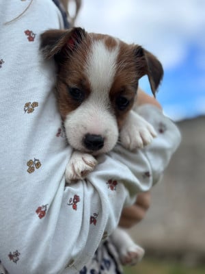 Les chiots de Jack Russell Terrier