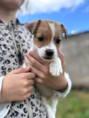 Les chiots de Jack Russell Terrier