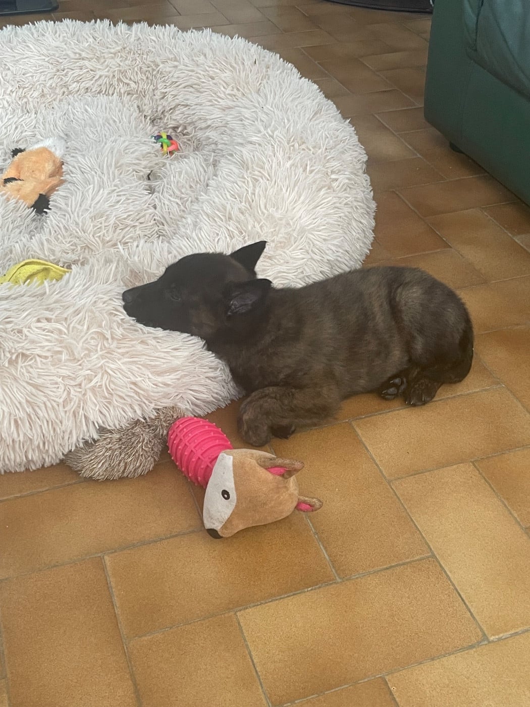 CHIOT violette