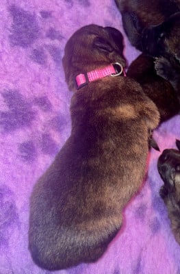 Les chiots de Berger hollandais