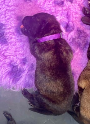 Les chiots de Berger hollandais