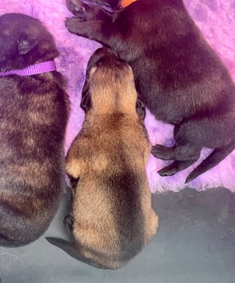 Les chiots de Berger hollandais