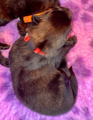 Les chiots de Berger hollandais