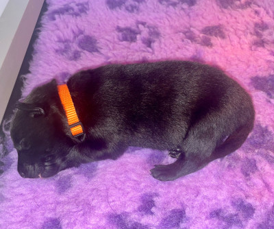 Les chiots de Berger hollandais