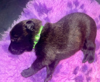 Les chiots de Berger hollandais