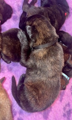 Les chiots de Berger hollandais