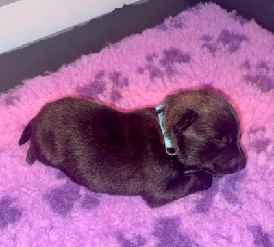 Les chiots de Berger hollandais