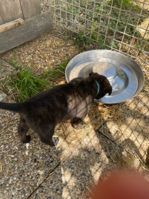 Les chiots de Berger hollandais