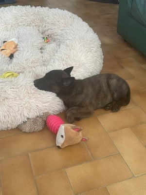Les chiots de Berger hollandais