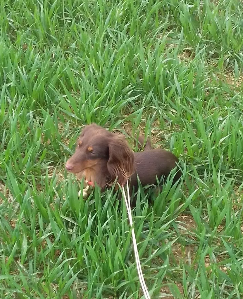 CH. R'mine Du Bois Joli De Saint Jean - 2ème Prix A : 78 points