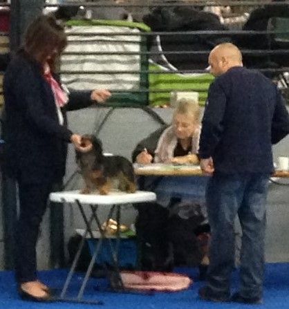 Valentino von weinreich - 1er Exc CACS