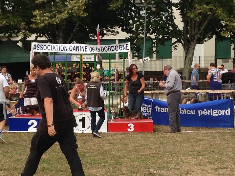 Valentino von weinreich - CACS, meilleur de Race, 3ème meilleur de groupe