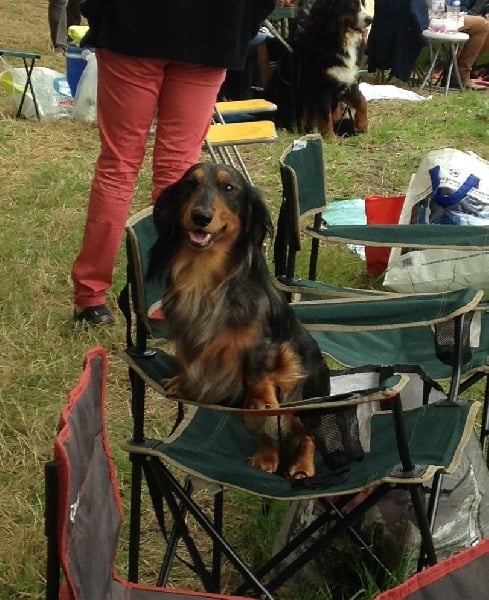 Valentino von weinreich - 1er Classe ouverte mâle - CACS - meilleur de sexe opposé