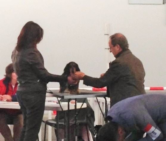 Valentino von weinreich - 2ème classe ouverte - Excellent - RCACS