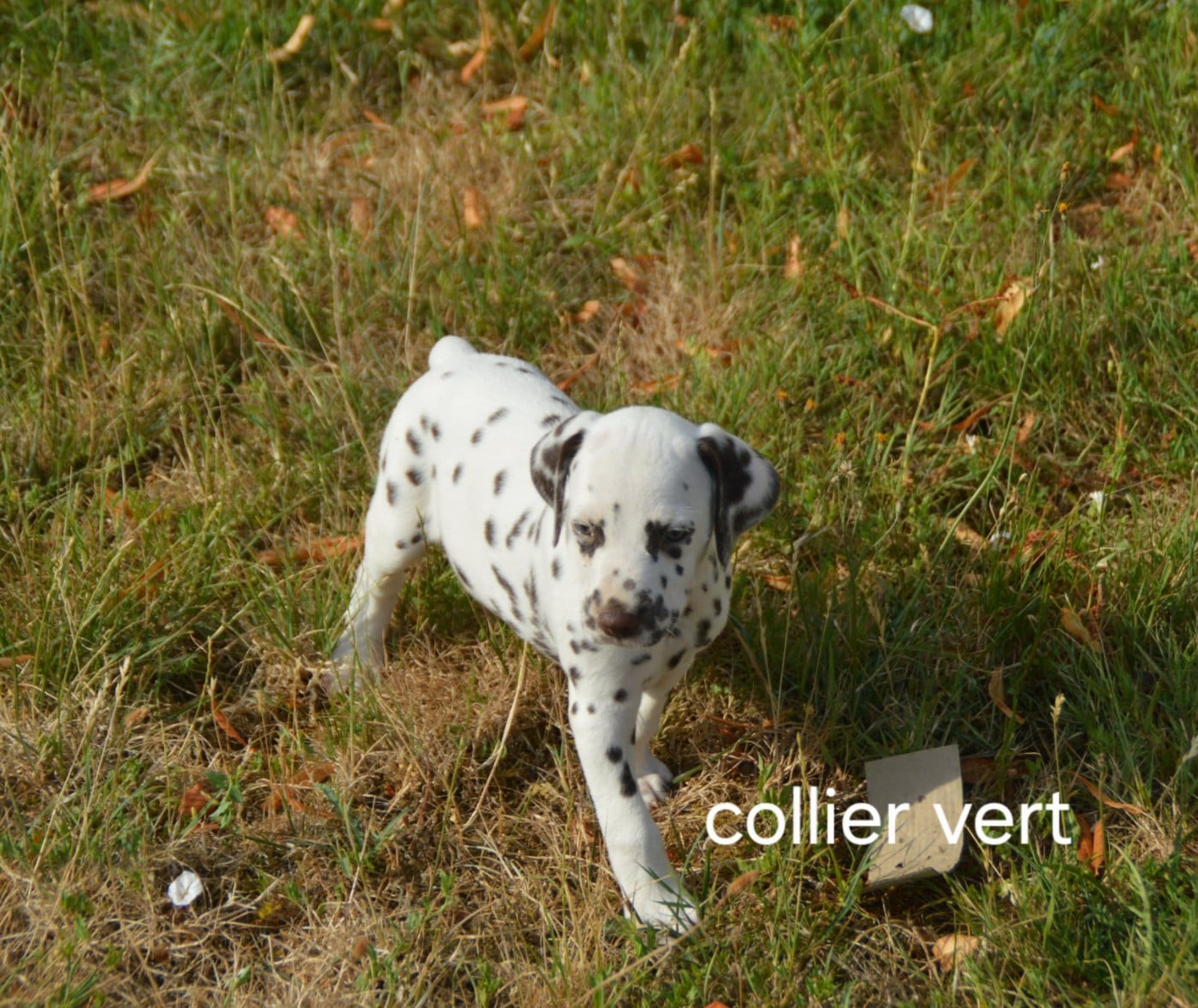 Collier vert