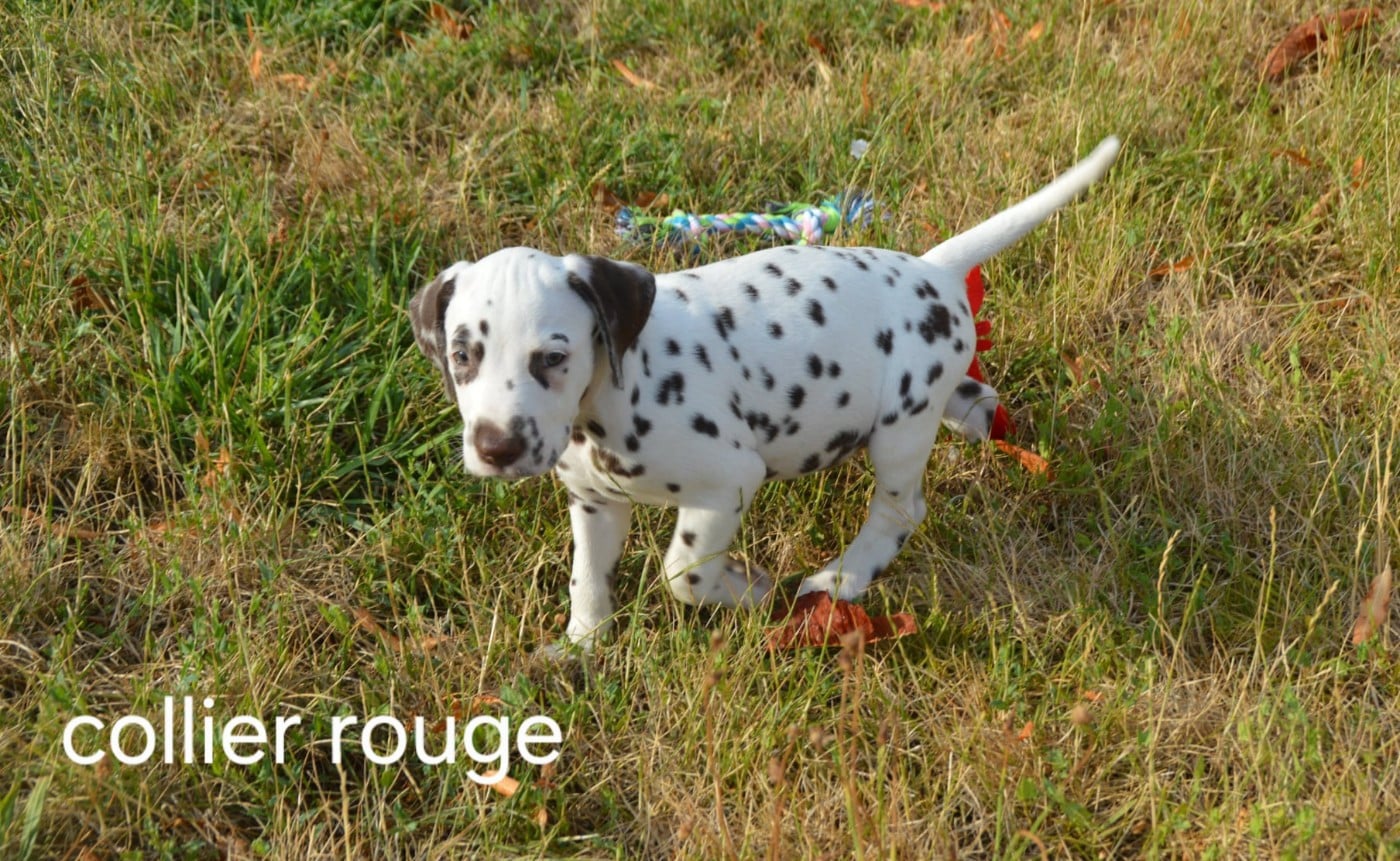 Collier rouge