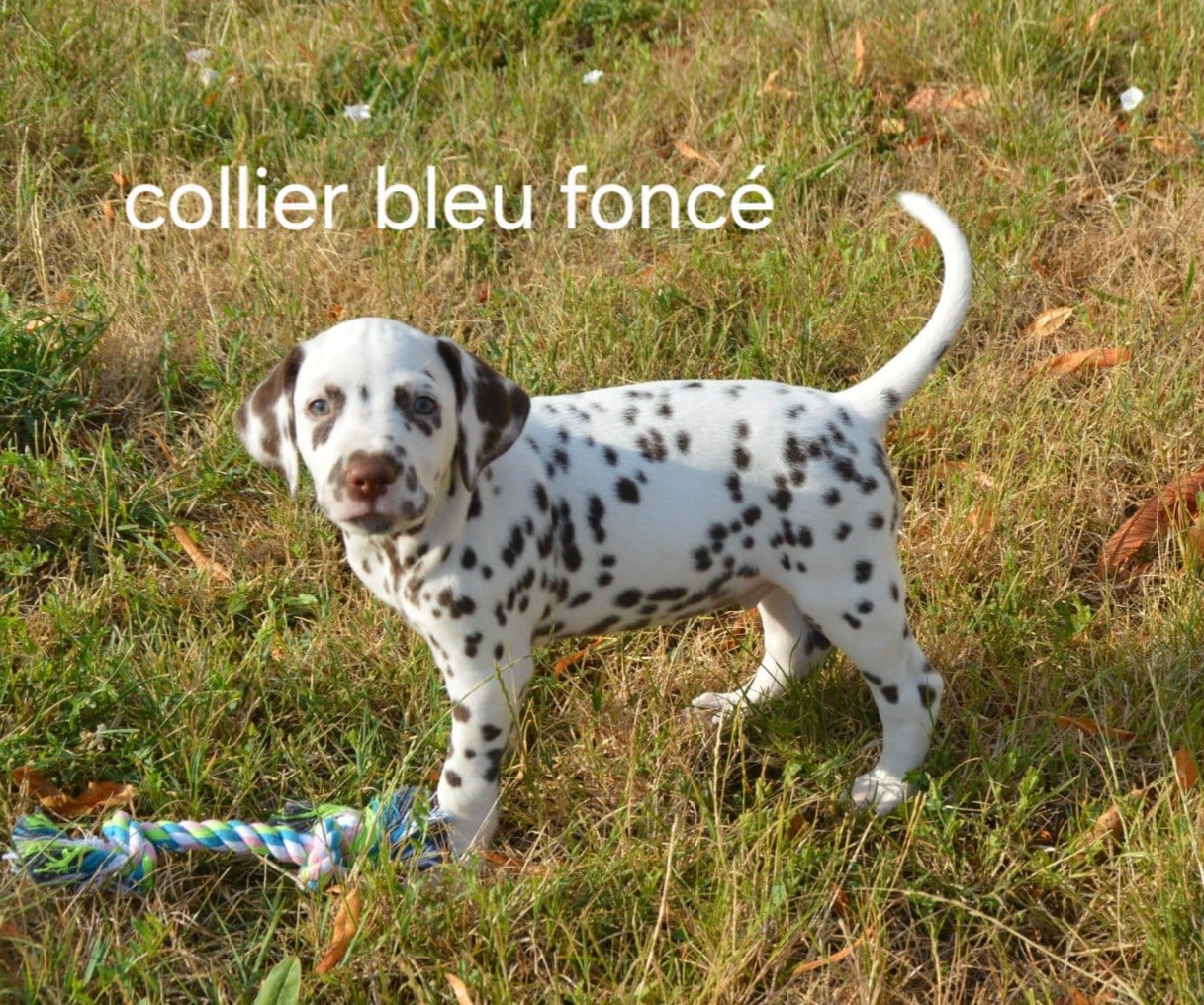 Collier bleu foncé