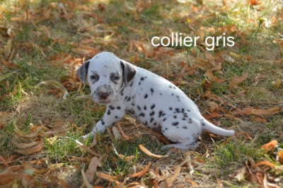 Les chiots de Dalmatien