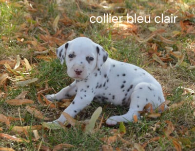 Les chiots de Dalmatien