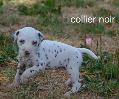 Les chiots de Dalmatien