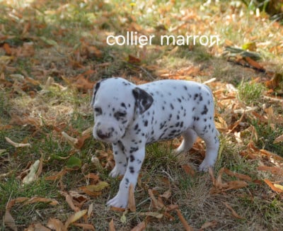 Les chiots de Dalmatien