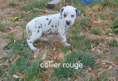 Les chiots de Dalmatien