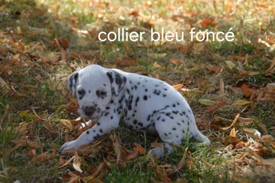 Les chiots de Dalmatien