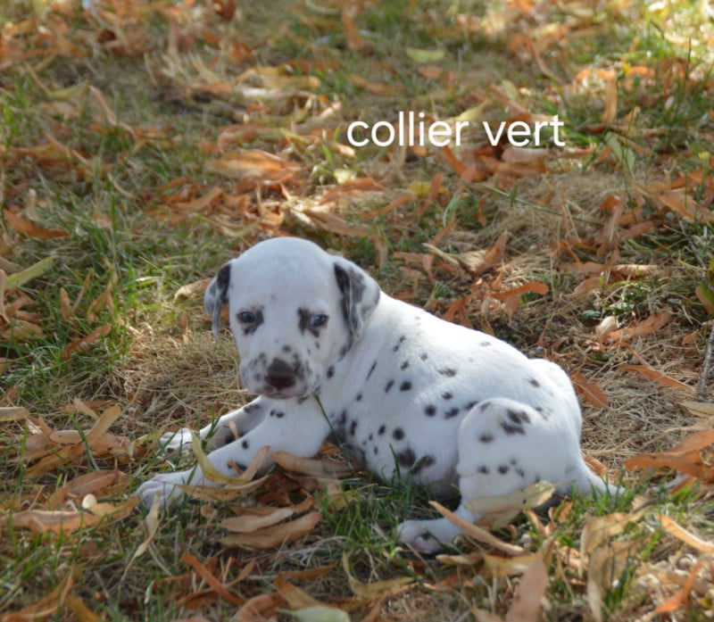 Dalmatien - Des Hauts Templiers