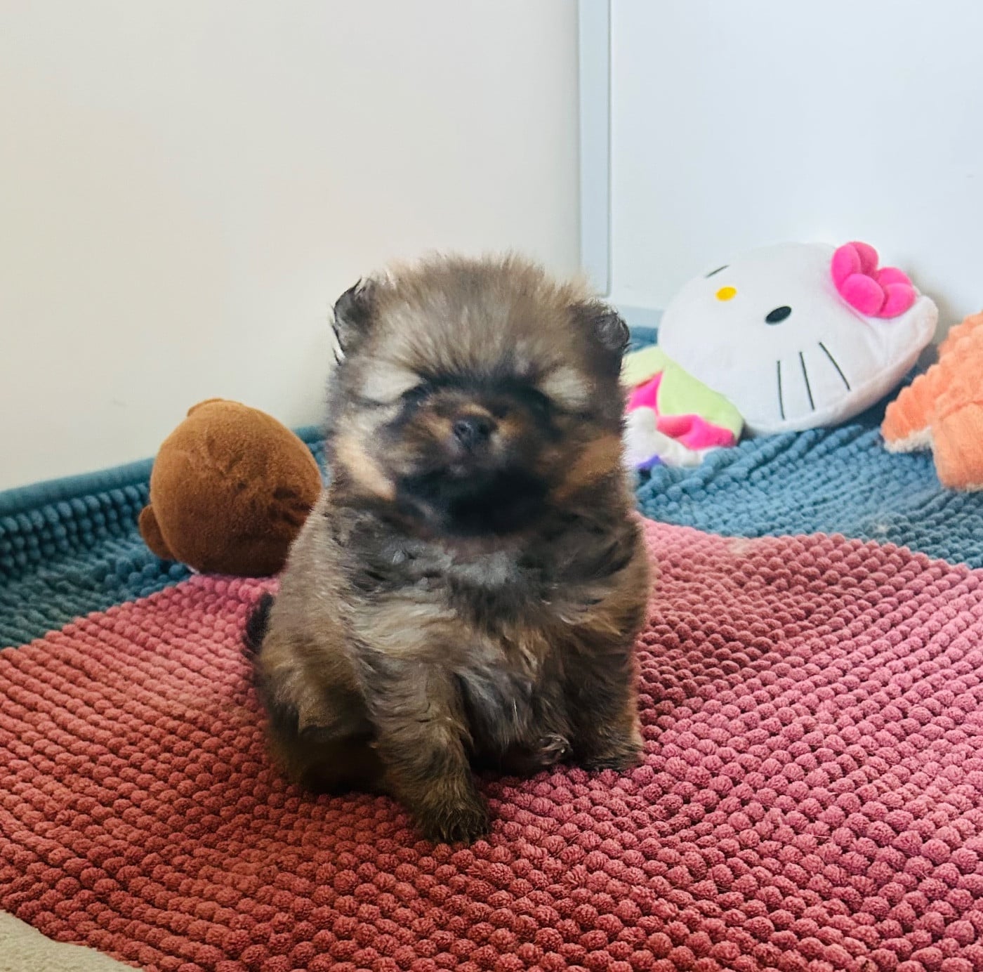 CHIOT 1