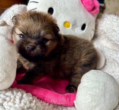 Les chiots de Spitz allemand