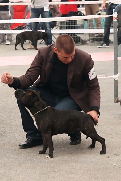 CH. Fatal beauty ghaïya Of Fujitara'star - Excellent NC