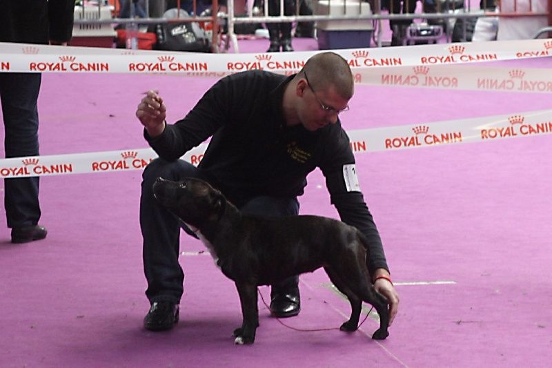 CH. Fatal beauty ghaïya Of Fujitara'star - 1ère Excellente RCACS
