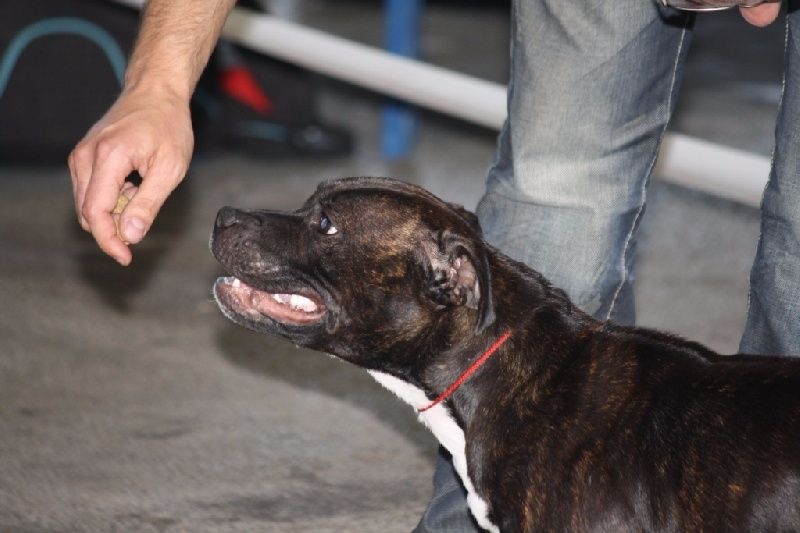 CH. Fatal beauty ghaïya Of Fujitara'star - 3ème Excelente