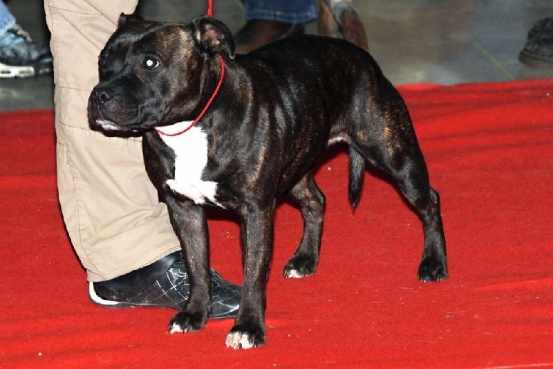 CH. Fatal beauty ghaïya Of Fujitara'star - 1 ère Excellent