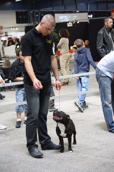 CH. Fatal beauty ghaïya Of Fujitara'star - 1ère Excellente classe Jeune