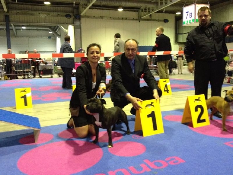 CH. Fatal beauty ghaïya Of Fujitara'star - 1ère Excellente CACL, CACIB, Beste Femelle, BOB