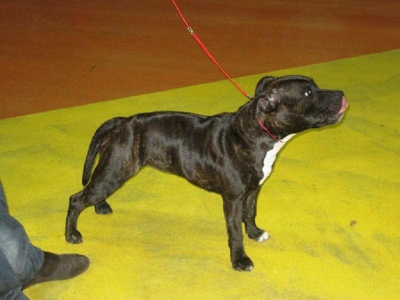 CH. Fatal beauty ghaïya Of Fujitara'star - Très prometteur