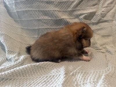 Les chiots de Spitz allemand