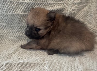 Les chiots de Spitz allemand