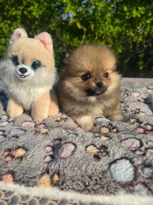 Les chiots de Spitz allemand