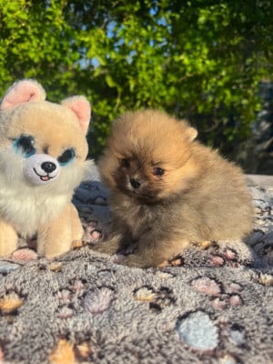 Les chiots de Spitz allemand